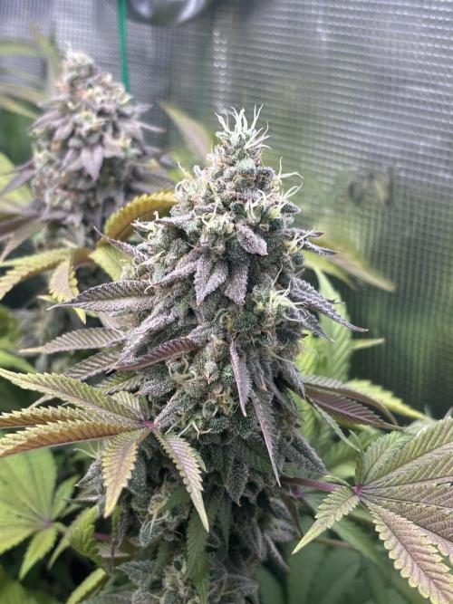 Erster Grow 2026. Week 20