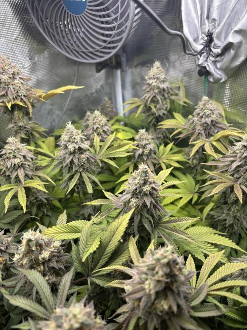 Erster Grow 2026. Week 20