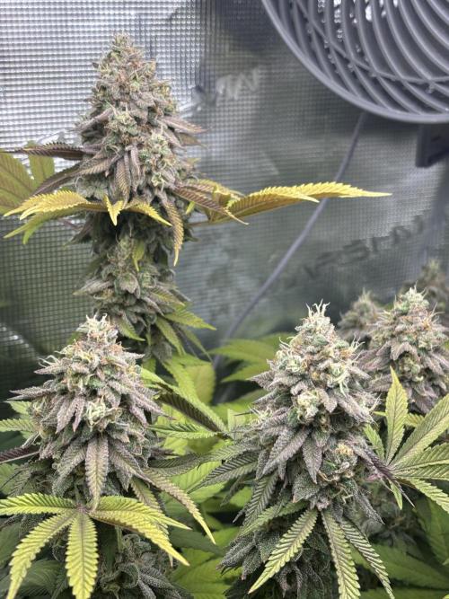 Erster Grow 2026. Week 20