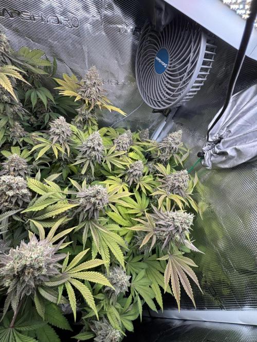 Erster Grow 2026. Week 20