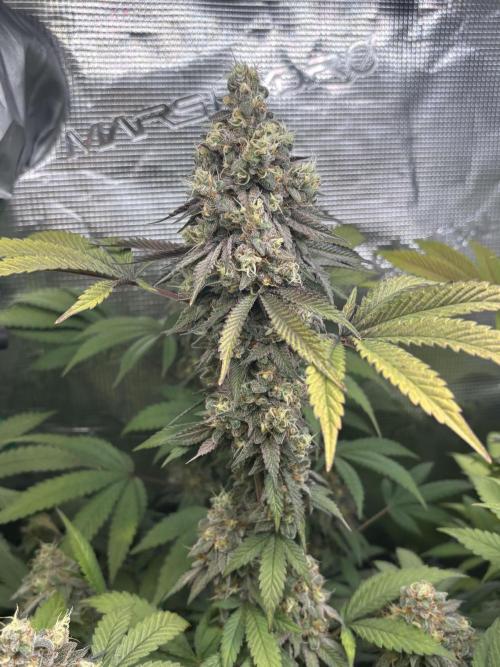 Erster Grow 2026. Week 20
