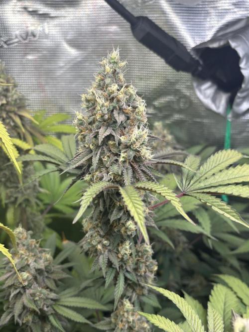 Erster Grow 2026. Week 20