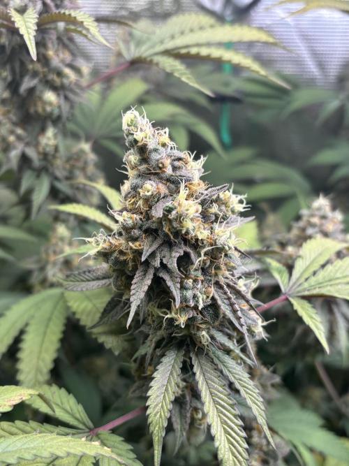 Erster Grow 2026. Week 20