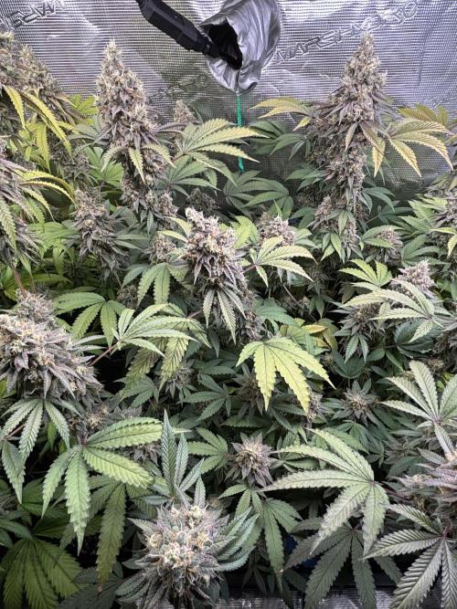 Erster Grow 2026. Week 20