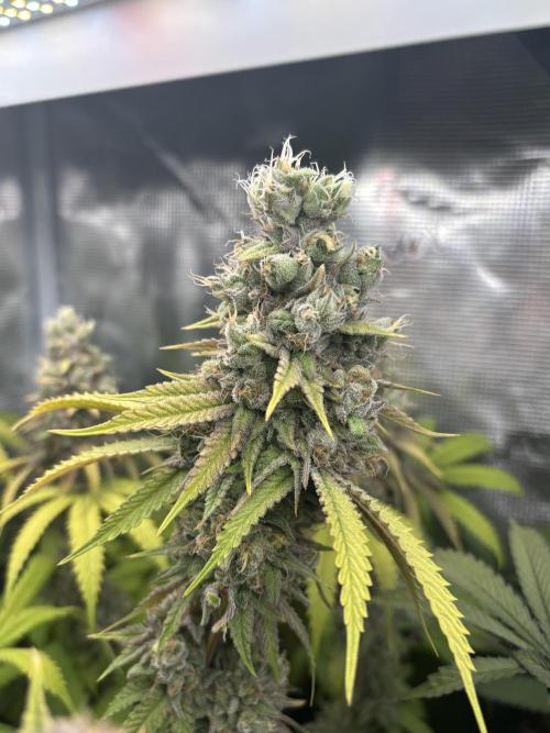 Erster Grow 2026. Week 20