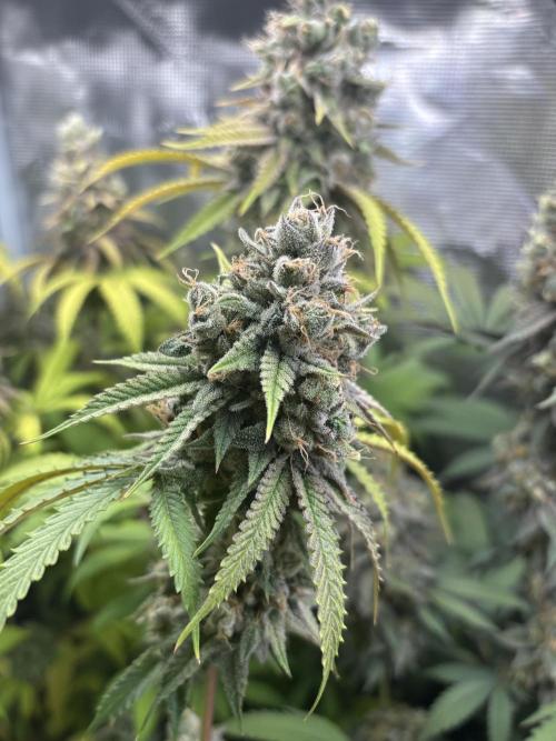 Erster Grow 2026. Week 20