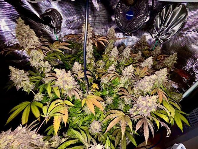 Erster Grow 2026. Week 22