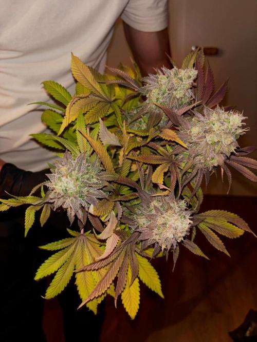 Erster Grow 2026. Week 22