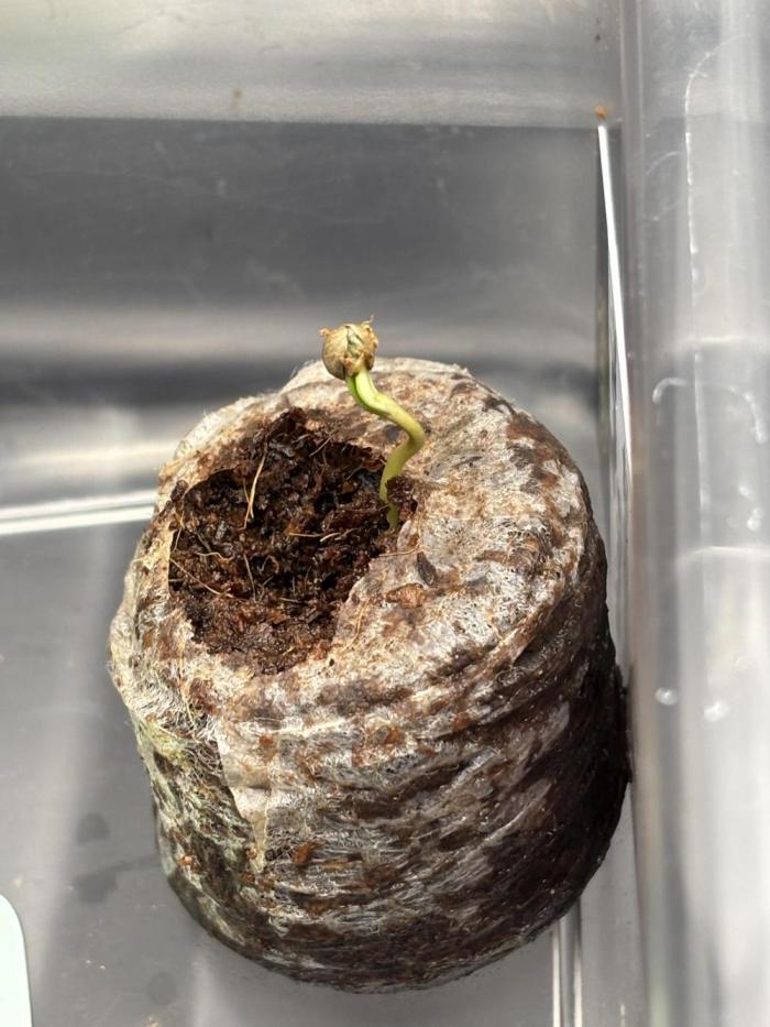 42FastBuds Garlic Mint Sherbet. Week 0