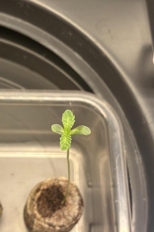 Garlic Mint Sherbet. Week 1