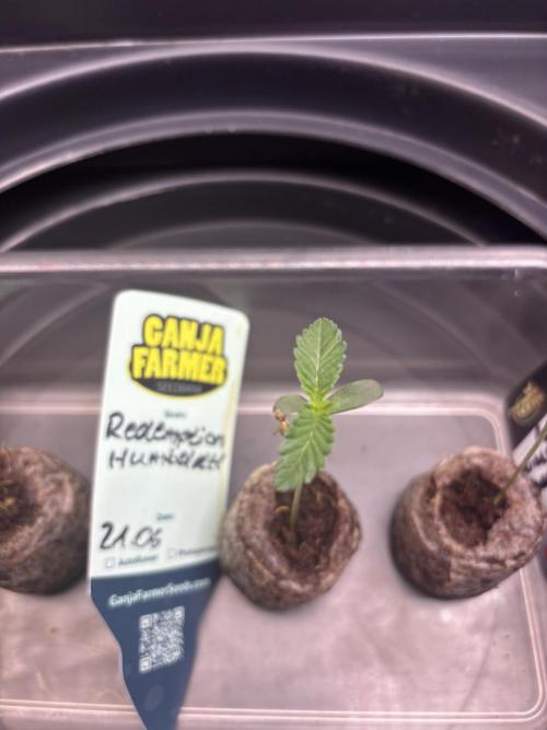 Redemption Indica. Week 1