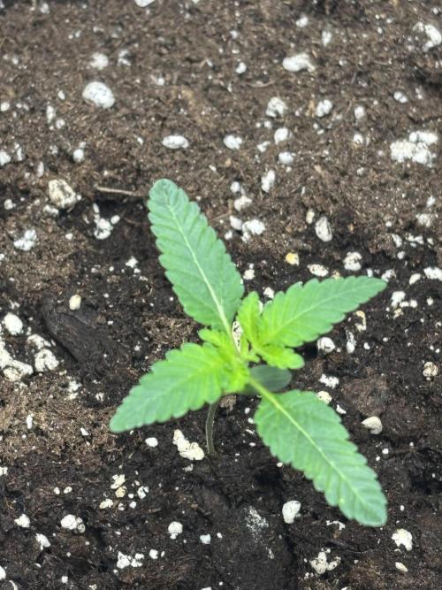 42FastBuds Garlic Mint Sherbet. Week 2