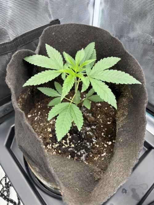 Garlic Mint Sherbet. Week 3