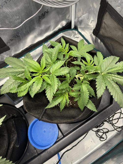 Redemption Indica. Week 3