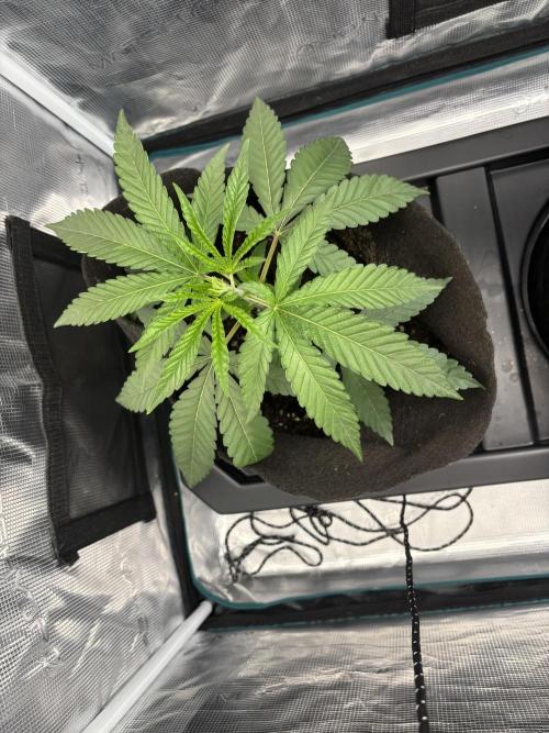 42FastBuds Garlic Mint Sherbet. Week 3