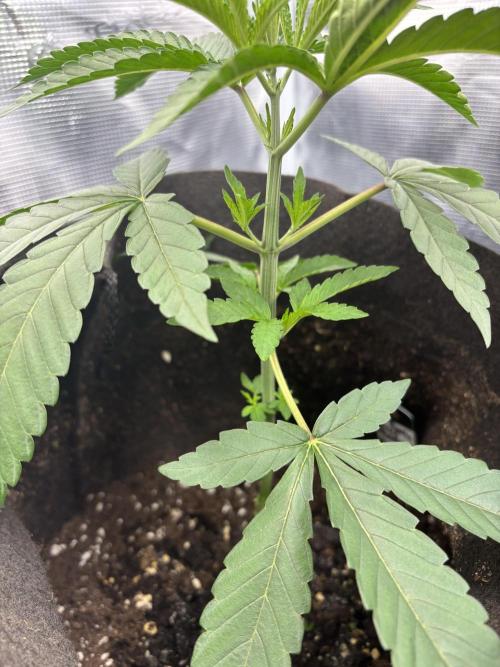 Garlic Mint Sherbet. Week 3