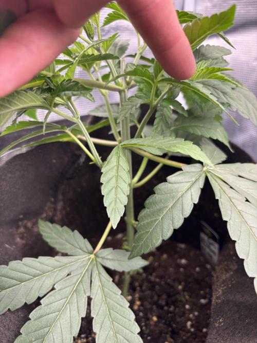 42FastBuds Garlic Mint Sherbet. Week 4
