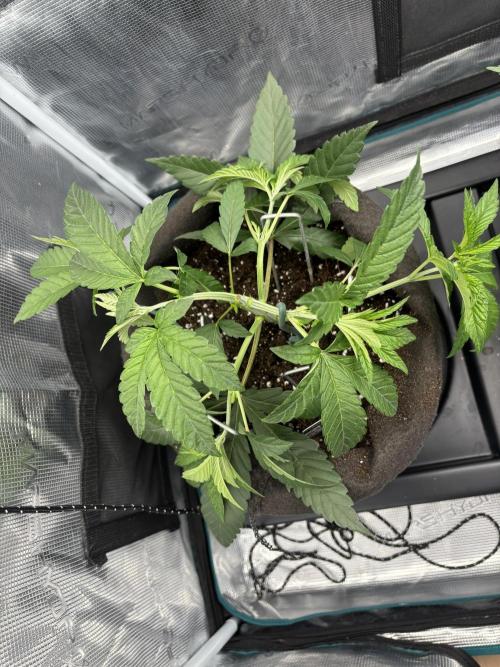 42FastBuds Garlic Mint Sherbet. Week 4