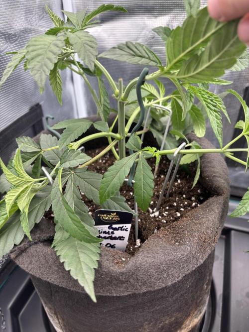 42FastBuds Garlic Mint Sherbet. Week 4