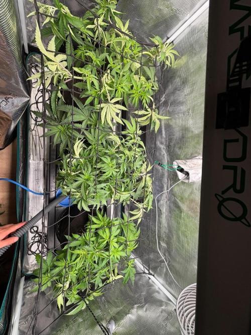 Redemption Indica. Week 5