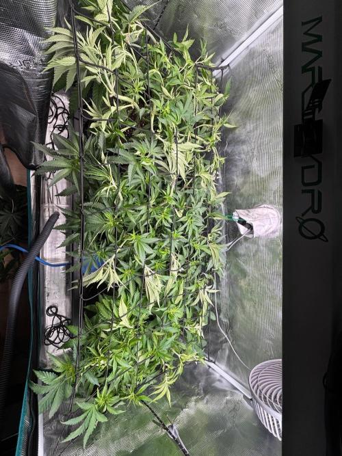 Redemption Indica. Week 6