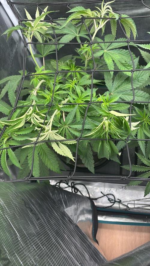 42FastBuds Garlic Mint Sherbet. Week 5