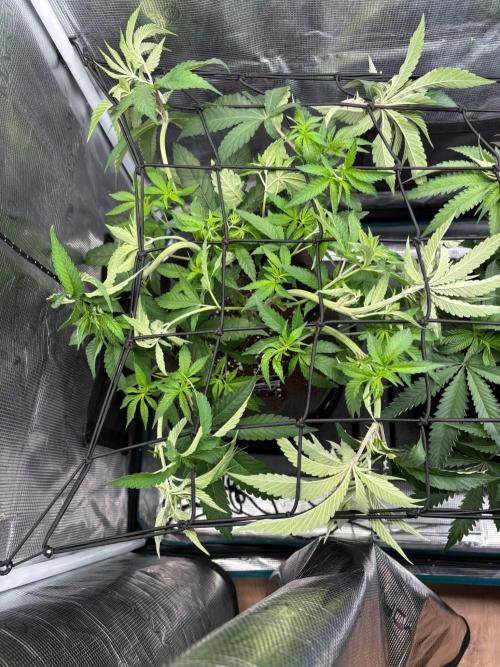 42FastBuds Garlic Mint Sherbet. Week 5