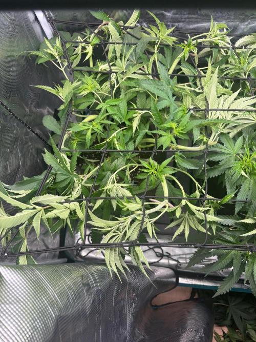 42FastBuds Garlic Mint Sherbet. Week 6