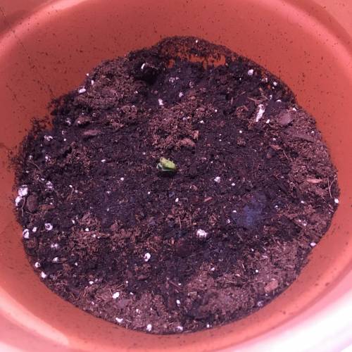 2nd grow-Kahlani. Week 1 - 1 day above ground,Day 5