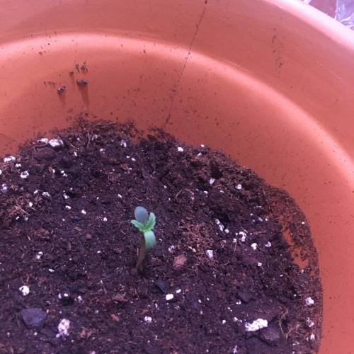 2nd grow-Kahlani. Week 1 - Day 7, one of the feeder leaves are darker than the other,someone let me know if I'm doing something wrong 