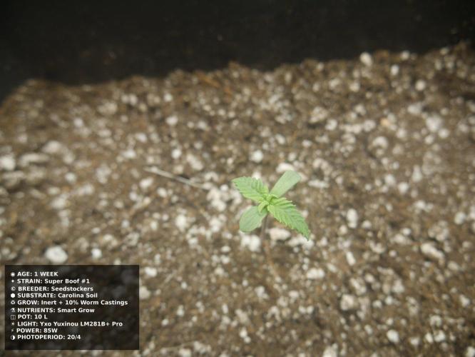 Grow of Two Thousand And Twenty-Two. Week 1