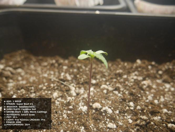 Grow of Two Thousand And Twenty-Two. Week 1