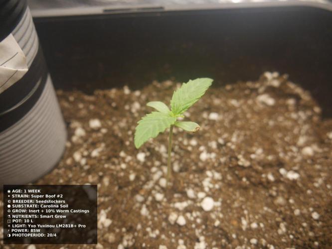 Grow of Two Thousand And Twenty-Two. Week 1