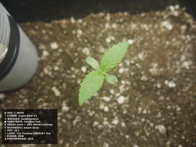 Grow of Two Thousand And Twenty-Two. Week 1