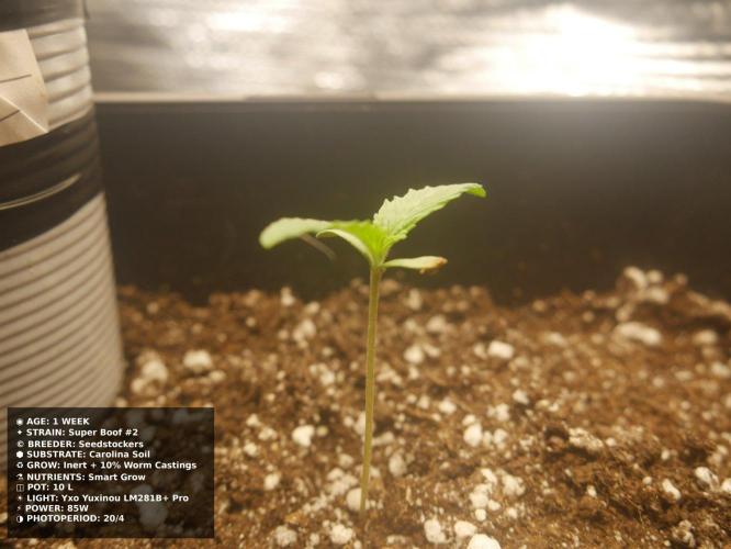 Grow of Two Thousand And Twenty-Two. Week 1