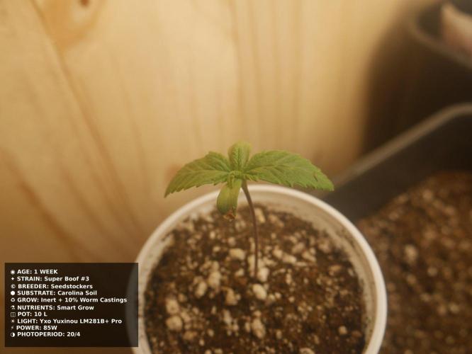 Grow of Two Thousand And Twenty-Two. Week 1