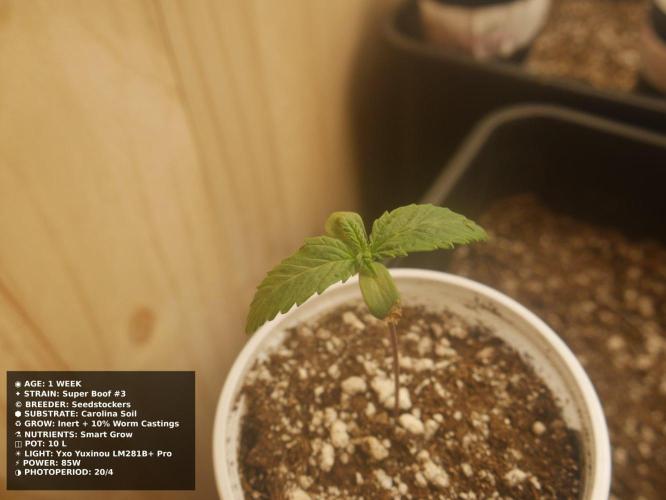 Grow of Two Thousand And Twenty-Two. Week 1
