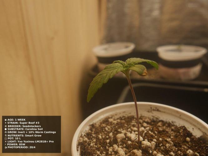 Grow of Two Thousand And Twenty-Two. Week 1