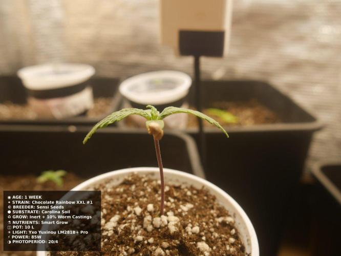 Grow of Two Thousand And Twenty-Two. Week 1