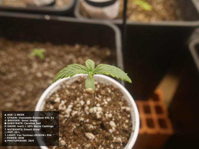 Grow of Two Thousand And Twenty-Two. Week 1