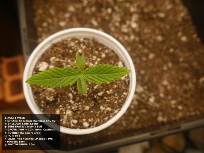 Grow of Two Thousand And Twenty-Two. Week 1