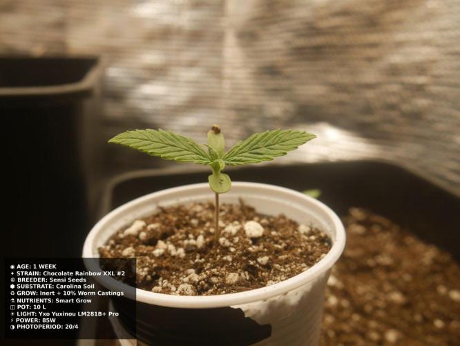 Grow of Two Thousand And Twenty-Two. Week 1