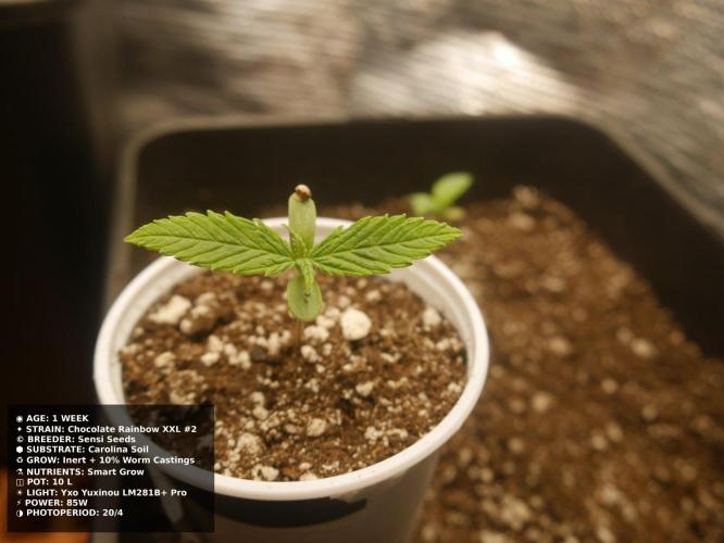 Grow of Two Thousand And Twenty-Two. Week 1