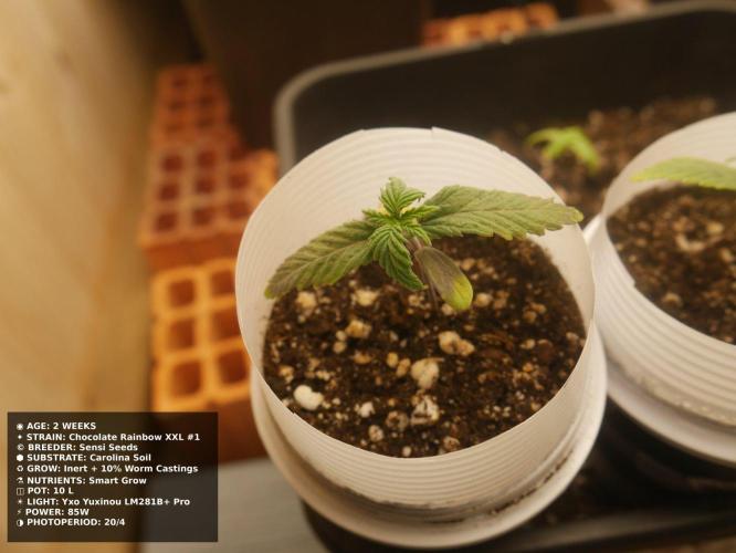 Grow of Two Thousand And Twenty-Two. Week 2