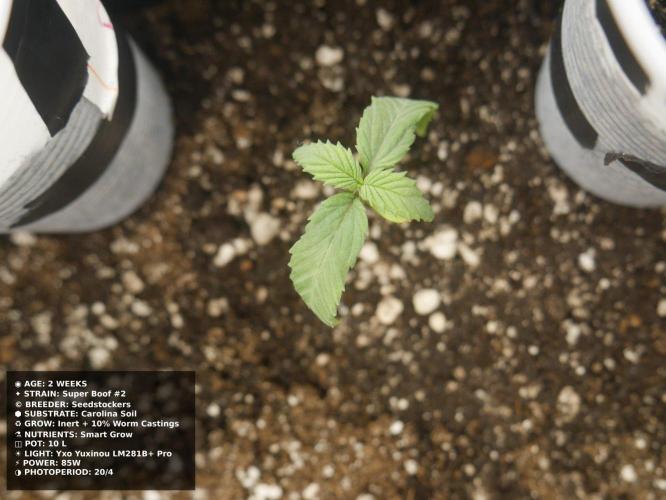 Grow of Two Thousand And Twenty-Two. Week 2