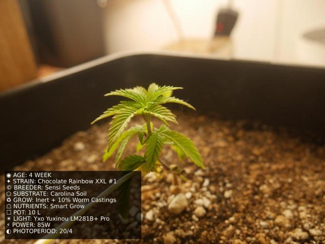 Grow of Two Thousand And Twenty-Two. Week 4