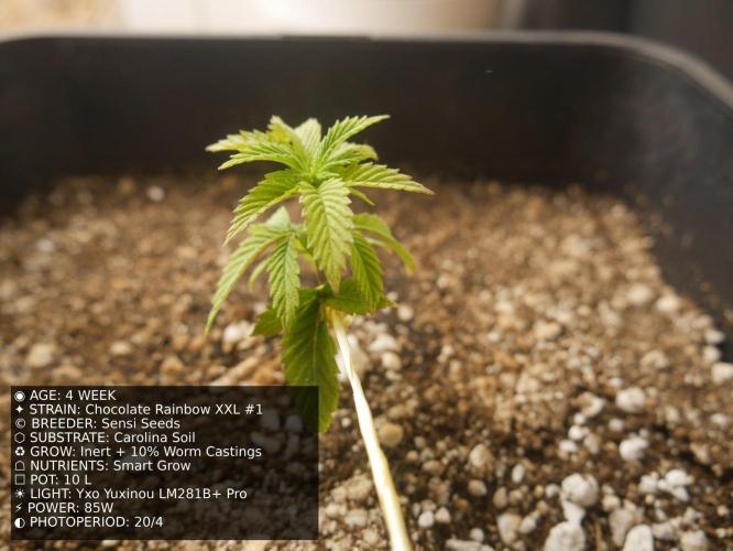 Grow of Two Thousand And Twenty-Two. Week 4