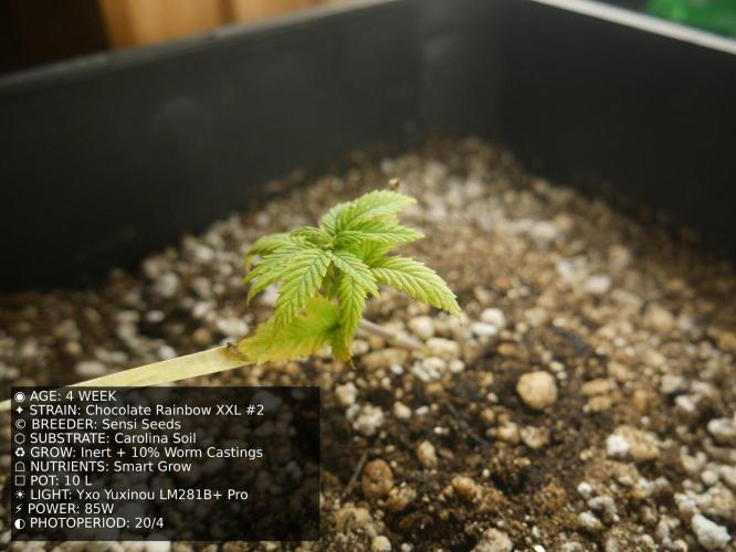 Grow of Two Thousand And Twenty-Two. Week 4
