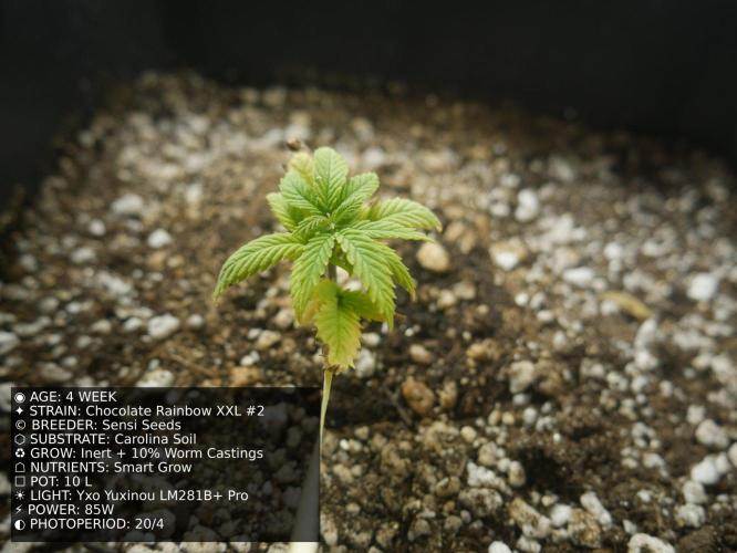 Grow of Two Thousand And Twenty-Two. Week 4