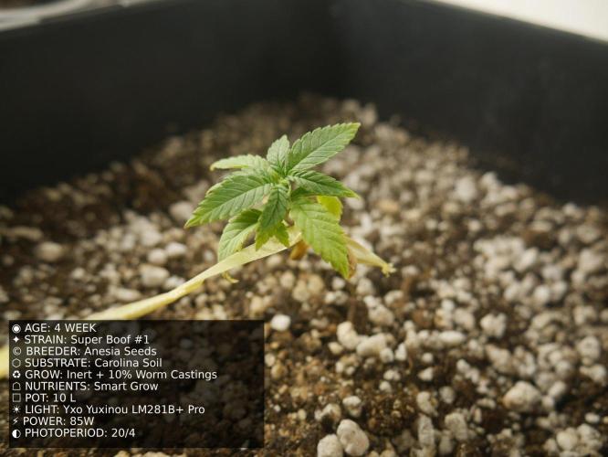 Grow of Two Thousand And Twenty-Two. Week 4